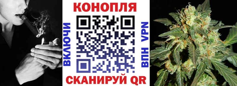 где можно купить   Гороховец  Конопля сатива 